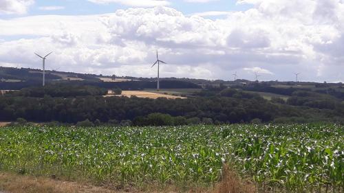 a field of corn with wind turbines in the background at Willkommen im Kalletal in Kalletal