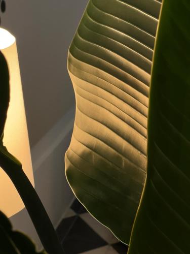a close up of a green leaf of a plant at Palazzo Piccinno in Parabita