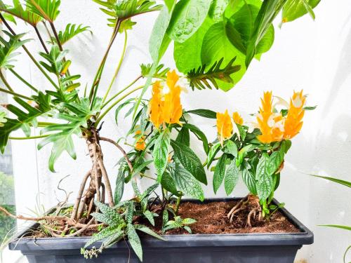 a group of plants sitting in a pot at Mossy Forest Family Retreat II, 2-8 pax, Cameron Highlands in Cameron Highlands