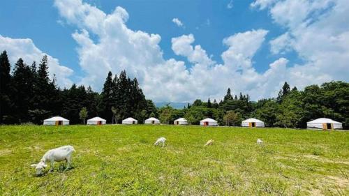 a group of sheep grazing in a field with white buildings at mini mongolia campsite - Vacation STAY 42129v in Makito