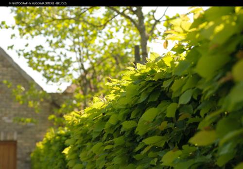 a hedge of green leaves on the side of a building at Domein Het Weiland in Damme