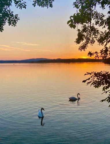 two swans swimming in a lake at sunset at Landhaus de Gaspary in Seehausen am Staffelsee