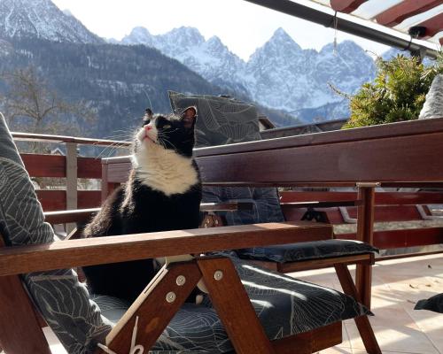 a black and white cat sitting on a bench at Apartma Felix in Kranjska Gora