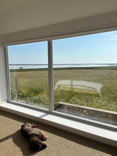 een kat die voor een raam op de vloer ligt bij Marsh Tide-SUPERB COASTAL home, breathtaking sea views in Wells next the Sea