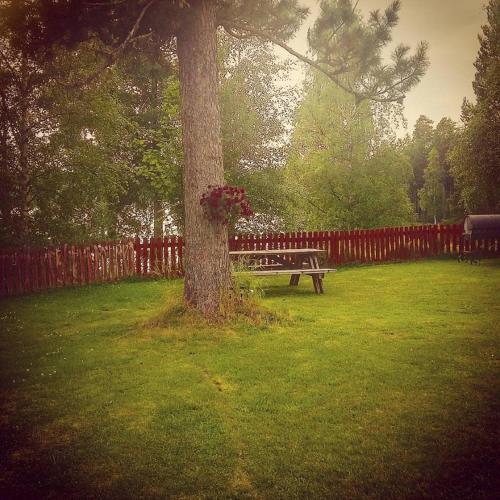 a picnic table sitting next to a tree in a yard at Furudals Vandrarhem och Sjöcamping in Furudal