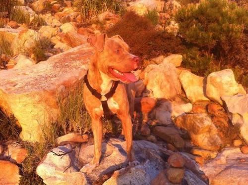 a painting of a dog standing on some rocks at Prestone Cottage in Cape Town
