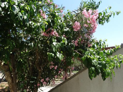 Κήπος έξω από το Eco Secluded apartments Zabodarski