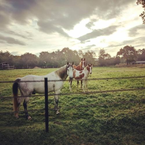 three horses standing in a field behind a fence at Le Ranch Amadeus in Saint-Paul-en-Born