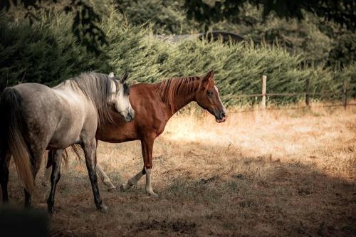 two horses are walking in a field at Le Ranch Amadeus in Saint-Paul-en-Born