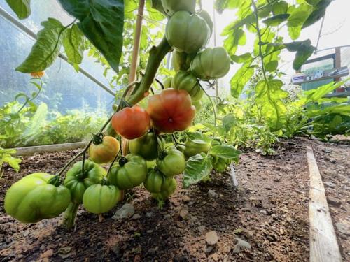 a bunch of green and red tomatoes hanging from a plant at Ghan House in Carlingford