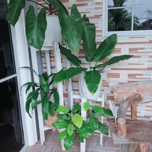 a plant in a pot next to a bench at Zia Homestay in Burgos