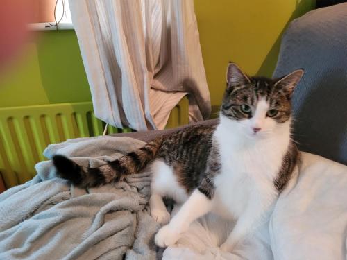a cat sitting on a blanket on a bed at Shannon Estuary Glamping in Effernan