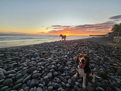 a dog sitting on a beach with a horse in the background at Sunset Surf Villa in La Libertad