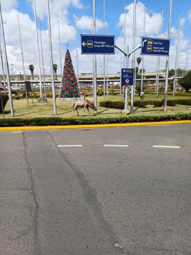 Un árbol de Navidad al lado de un camino en BERNKISH HOMES, en Nakuru