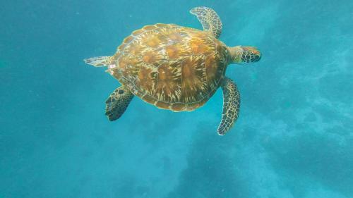 a green sea turtle swimming in the water at Thundi Village & Spa in Maalhos