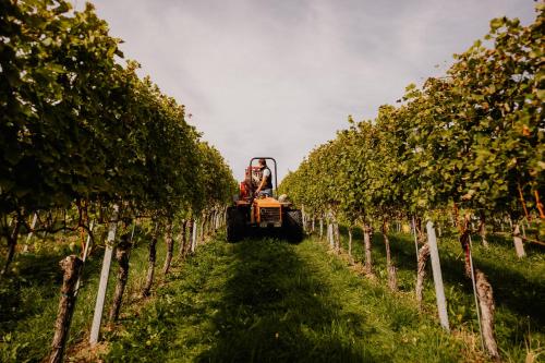 a tractor in the middle of a row of trees at Weingut Sternat vlg. Schmalzpeter in Arnfels
