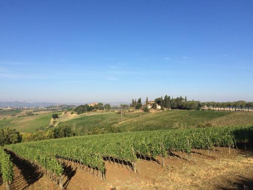 un viñedo en una colina con un cielo azul en Agriturismo I Fuochi, en Valiano