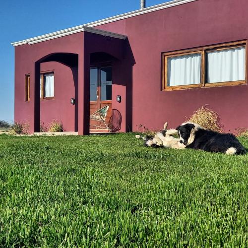 un perro tirado en el césped delante de una casa en El Molino cabañas en General Juan Madariaga