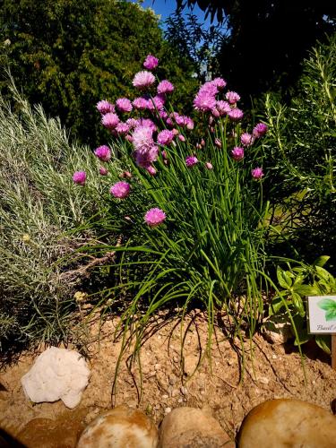 a bunch of pink flowers in a garden at Odisea Hill House - Modern Holiday Home with swimming pool, sauna, jacuzzi, WiFi and 2 bedrooms, near Varazdin in Gačice
