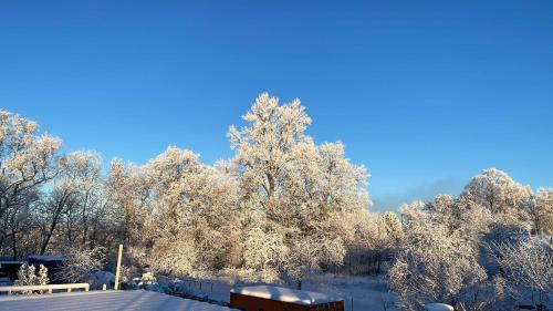 un groupe d'arbres recouvert de neige dans l'établissement Gravas mala, à Sigulda