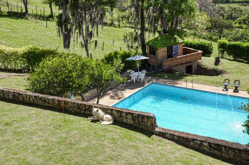 un gato tirado en el césped junto a una piscina en Rancho Grande, en Silvania