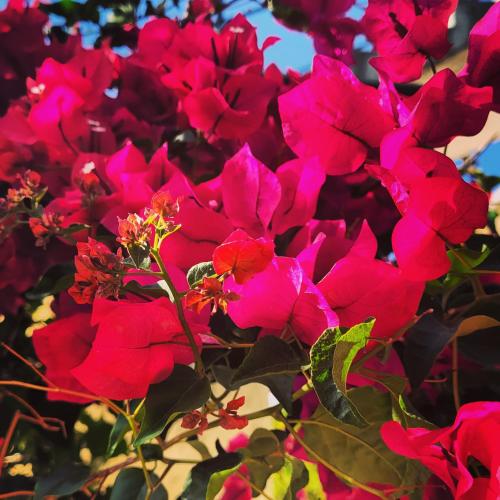a bush of red flowers with a blue sky in the background at Rodi Studios in Karavadhos