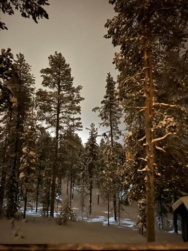 a group of trees with snow on them at Villa LumiHelmi A & B in Äkäslompolo