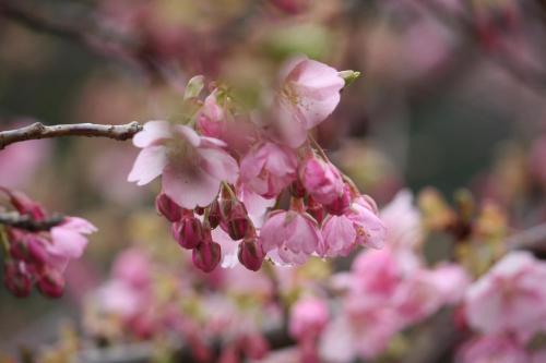 a bunch of pink flowers on a tree branch at 今井浜オレンジヒルズフィールド in Kawazu