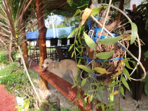 un perro sentado al lado de un nido de aves en Glorias Panglao Inn 1 en Panglao