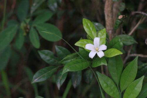a white flower on a plant with green leaves at Mai Paddy Cottage, Balik Pulau in Balik Pulau