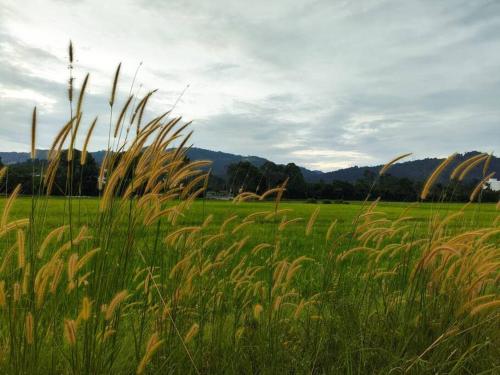 a field of tall grass with mountains in the background at Mai Paddy Cottage, Balik Pulau in Balik Pulau
