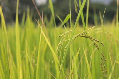 a patch of tall green grass in a field at Mai Paddy Cottage, Balik Pulau in Balik Pulau