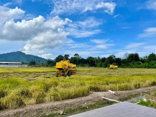 two yellow dump trucks parked in a field at Mai Paddy Cottage, Balik Pulau in Balik Pulau