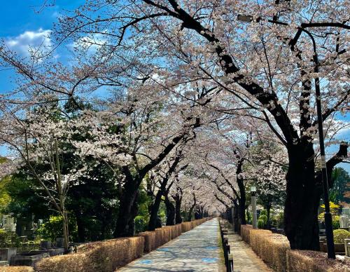 a sidewalk lined with trees with pink flowers on them at Hotel Allamanda Aoyama Tokyo in Tokyo