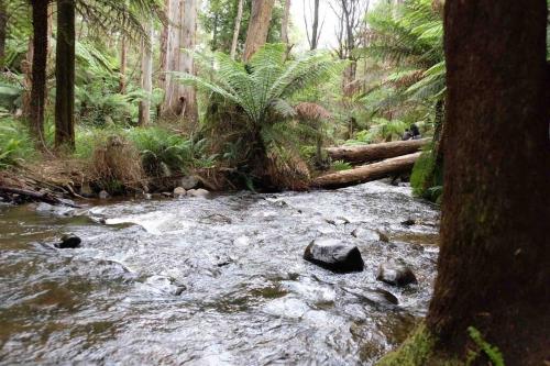 a stream in a forest with rocks and trees at Tiny house at Gilderoy Valley Views in Yarra Junction