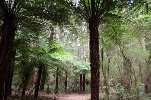 a forest filled with lots of lush green trees at Tiny house at Gilderoy Valley Views in Yarra Junction
