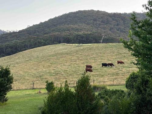 a group of cows grazing in a field at Tiny house at Gilderoy Valley Views in Yarra Junction