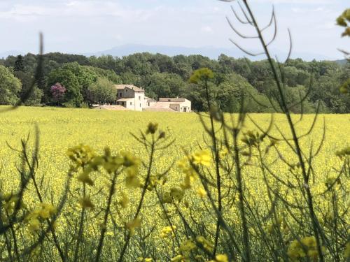 a field of yellow flowers with a house in the background at Les Ânes de Forcalquier in Forcalquier