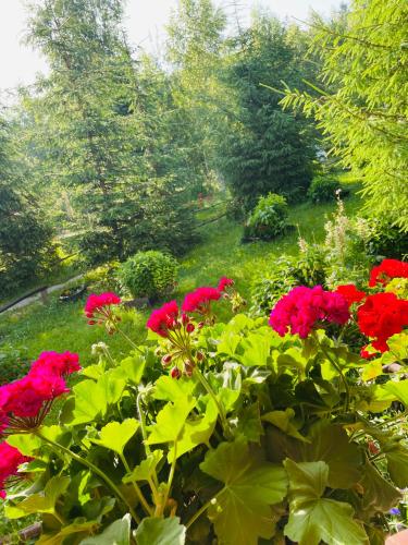 a bunch of red flowers in a garden at Pensiunea Liana in Bughea de Jos