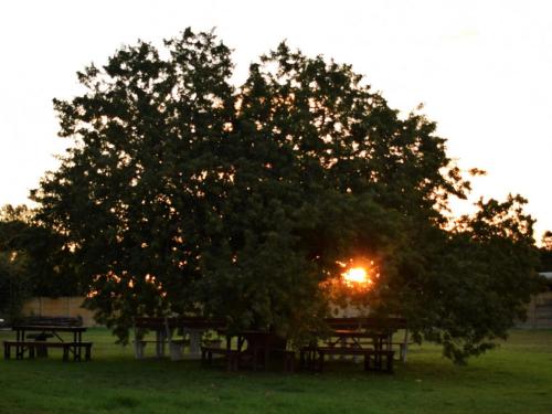 a tree in a field with a sunset behind it at The Palms Albertinia in Albertinia