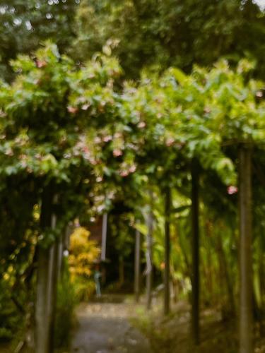 a row of trees with pink flowers on them at Hillhouse - Koh Yao Noi in Ko Yao Noi