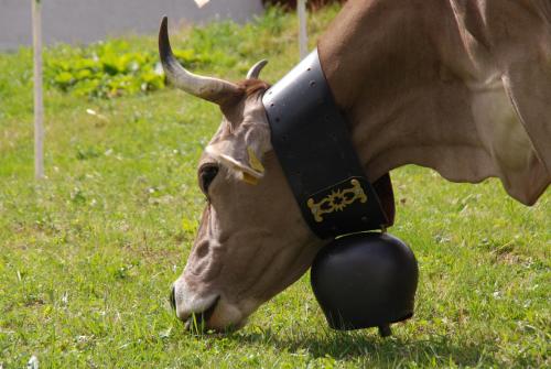 a brown cow eating grass in a field at Alpenhotel zur Wildi Lauchernalp in Wiler