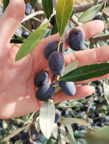 Φωτογραφία από το άλμπουμ του Il Punto Verde σε SantʼAntonio