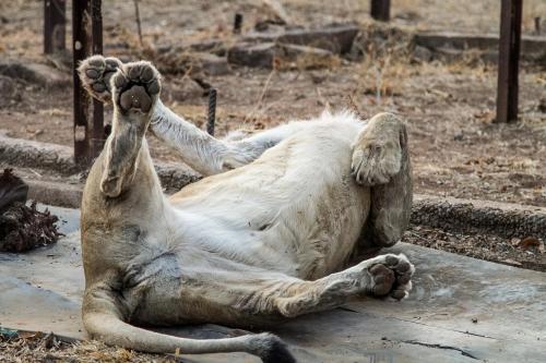 a dead animal laying on its side on the ground at Simba Safaris African Pride Exotic Lodge in Lephalale