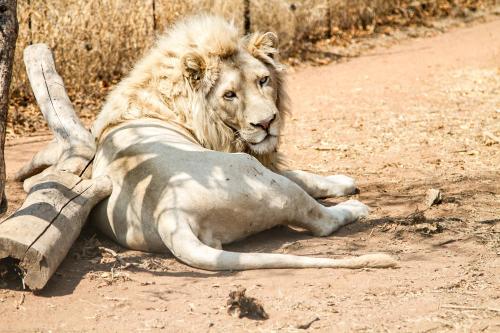 a lion laying on the ground on a dirt road at Simba Safaris African Pride Exotic Lodge in Lephalale