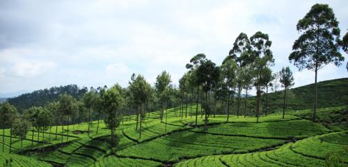 a large green field with trees on a hill at Hill Cool Hotel & Restaurant in Hatton