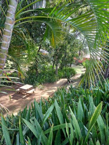 a park with a bench and a palm tree at Au petit Régal in Sainte-Anne
