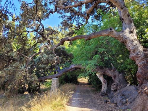 an archway of trees over a dirt trail at Casa en Finca Rustica in Jijona