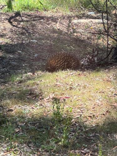 Animales en la casa o chalet o alrededores