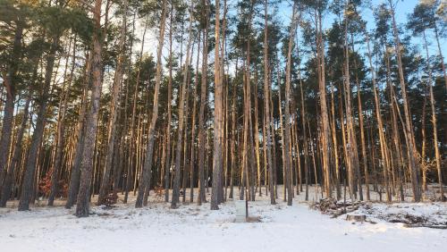 a group of tall trees in a snow covered forest at Jak Tu Sielsko in Osiek